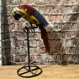 Parrot on Stand