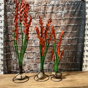 cactus seaweed set