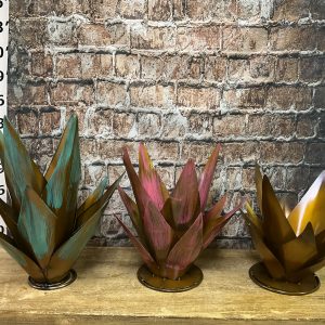 agave set