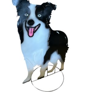 Border collie