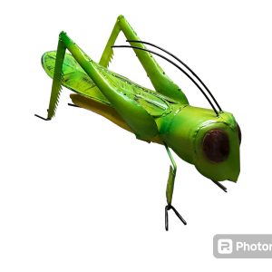 grasshopper