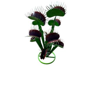 md venus flytrap